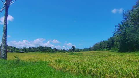 Rice Paddy