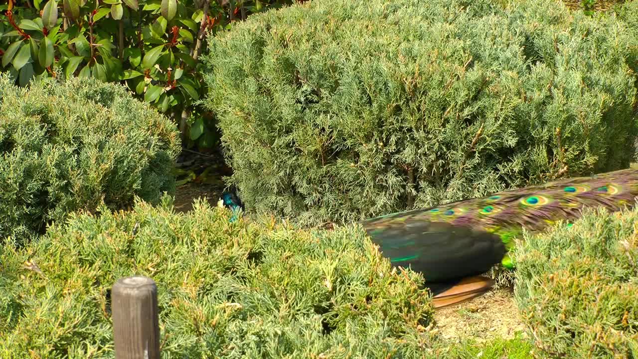 Stray cat looking for food