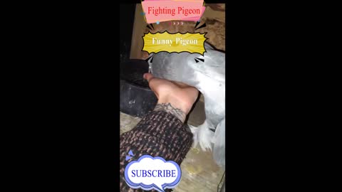 Pigeon Fighting Video