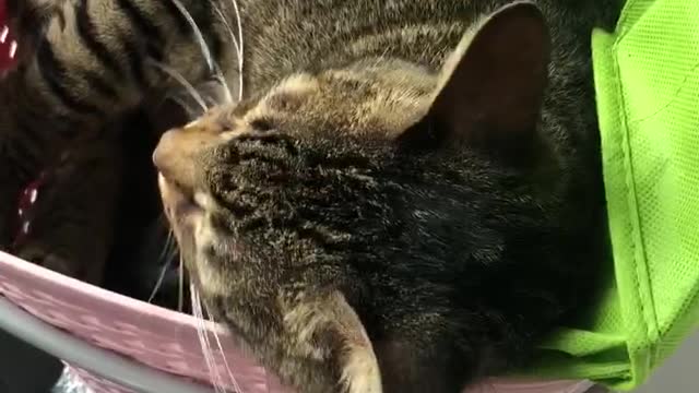 Cat don’t wanna let owner go