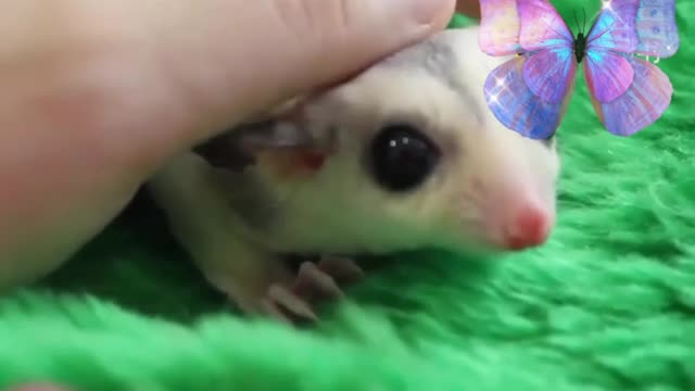 super cute mouse