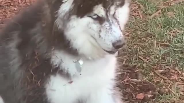 What a lovely pet. It brings happiness