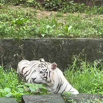Big cat and white tiger are so beautiful