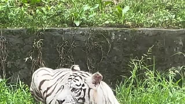 Big cat and white tiger are so beautiful