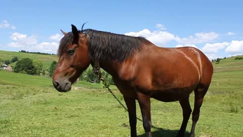 Funny horse on green meadow