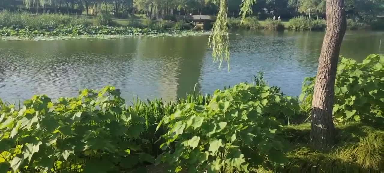 Lake reed lotus willow trees beautiful hearts and hearts are refreshing