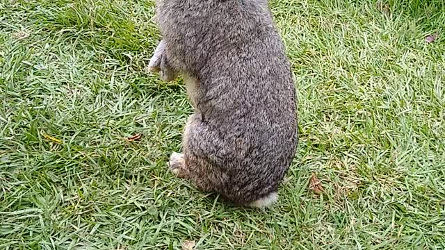 rabbit eating standing