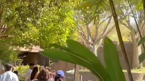 Dog makes it out safely after getting into gorilla enclosure at SanDiego zoo