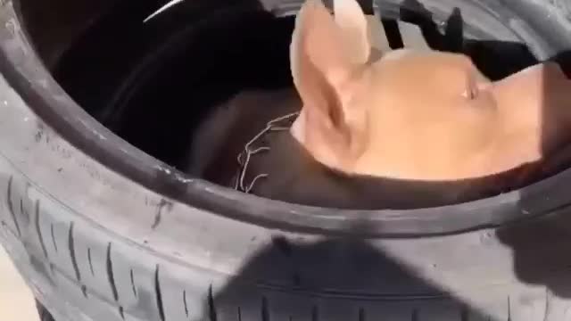 Best dog🐕 training