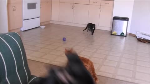 Unaware Puppy didn't even know what was coming!