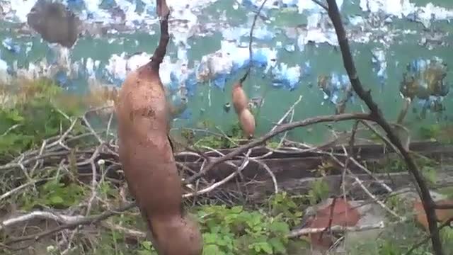 Um pequeno pé de tamarindo com 2 frutos perto da mata [Nature & Animals]