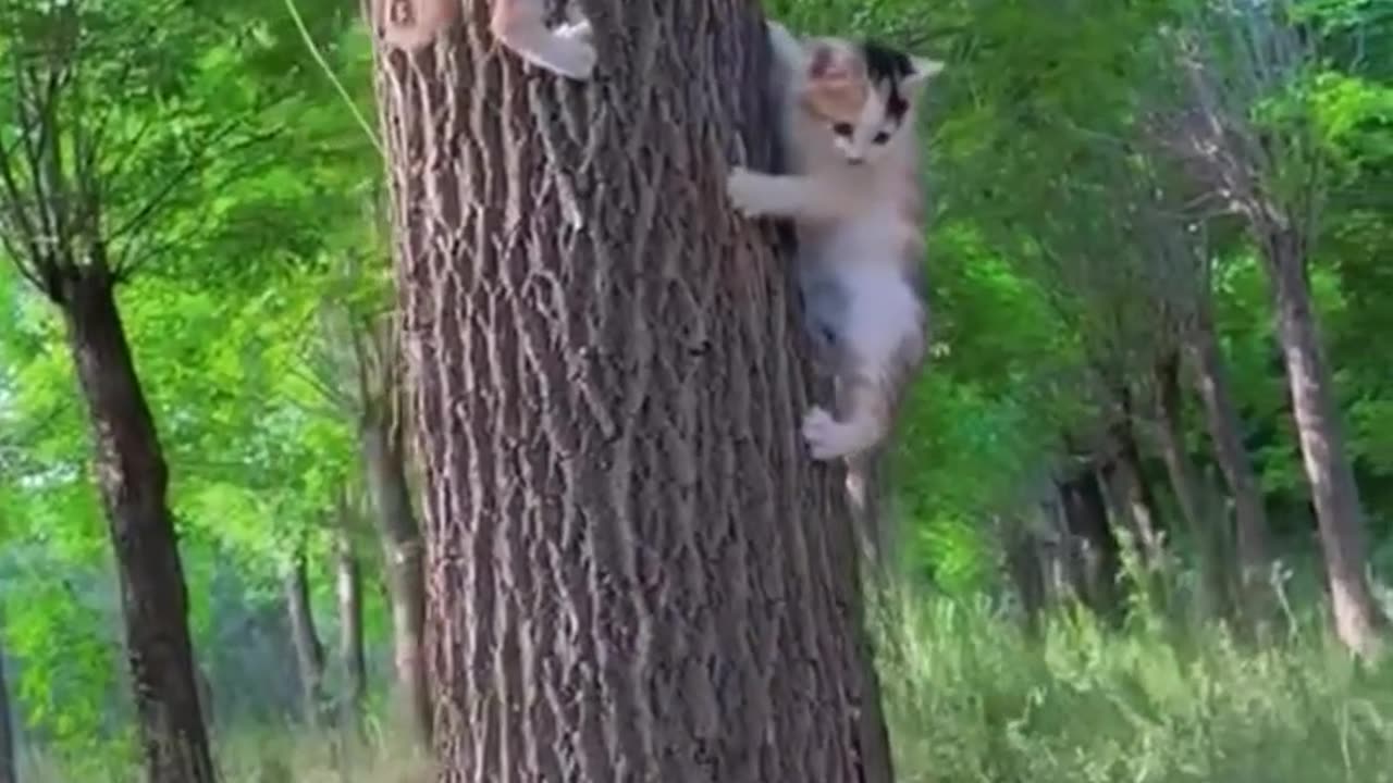 Kittens Climbing Up Tree