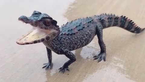 BABY CROC FREEZES AND LOOKS LIKE A BABY DINOSAUR | CRAZY PET VIDEOS