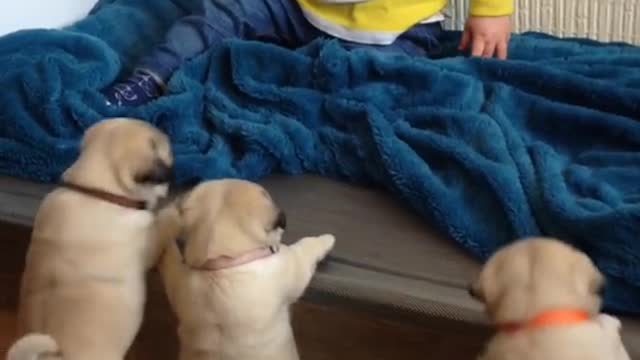 Pug puppies want to play with Louie.