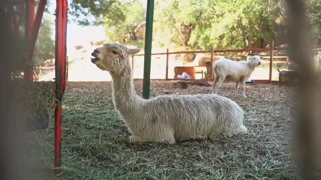 Llama