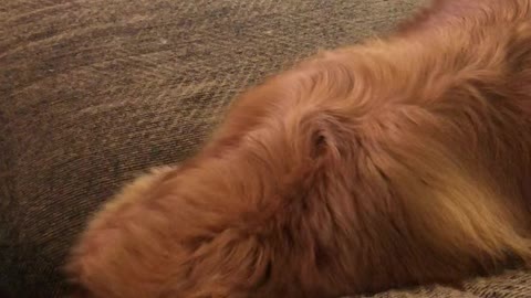 Ball Chasing Doggy Dives Into Couch