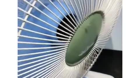 CUTE DOGS 🐕 Smart Dogs 🐕 #Shorts