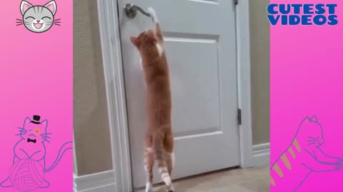 This cat knows how to open the door