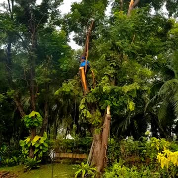 SAFETY FIRST #cutting branches safely #shorts