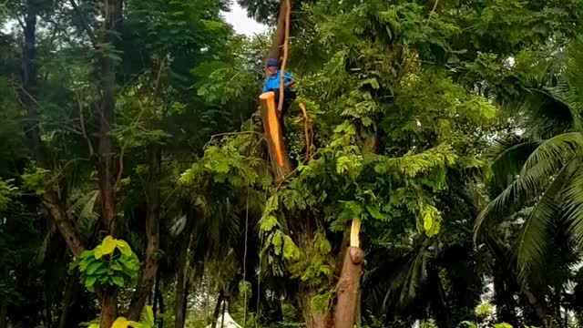 SAFETY FIRST #cutting branches safely #shorts