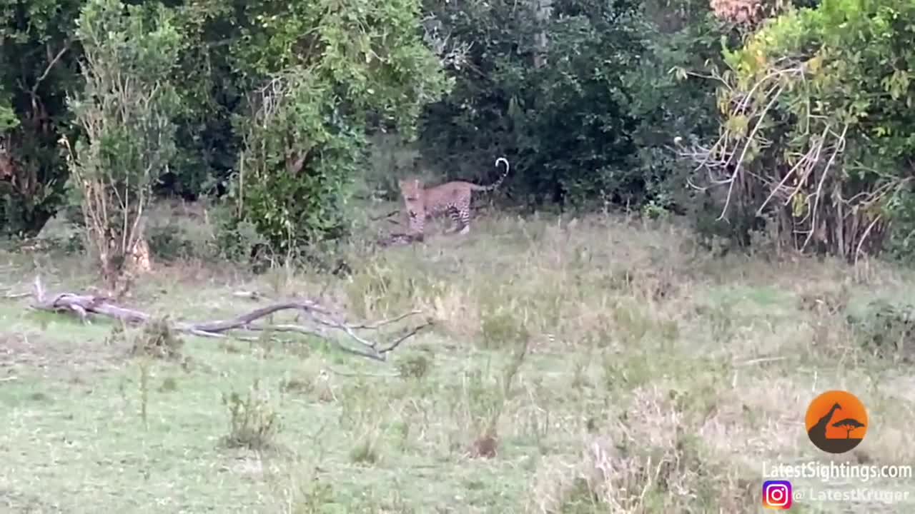 Payton fighting leopard seriously hard.