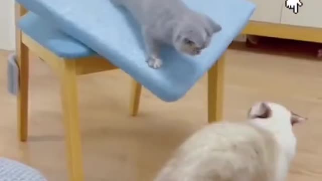 Here’s a dump of cats being cats