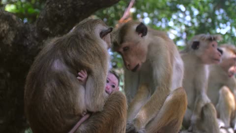 Mother and Baby Monkey