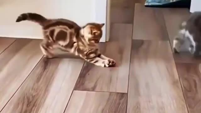 Ten out of ten for the way the cat drinks