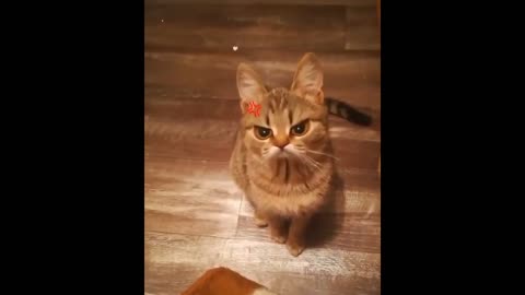 very funny and cute animals