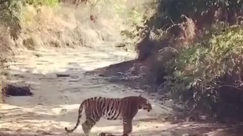 Wildlife in closer view with a natural perspective.