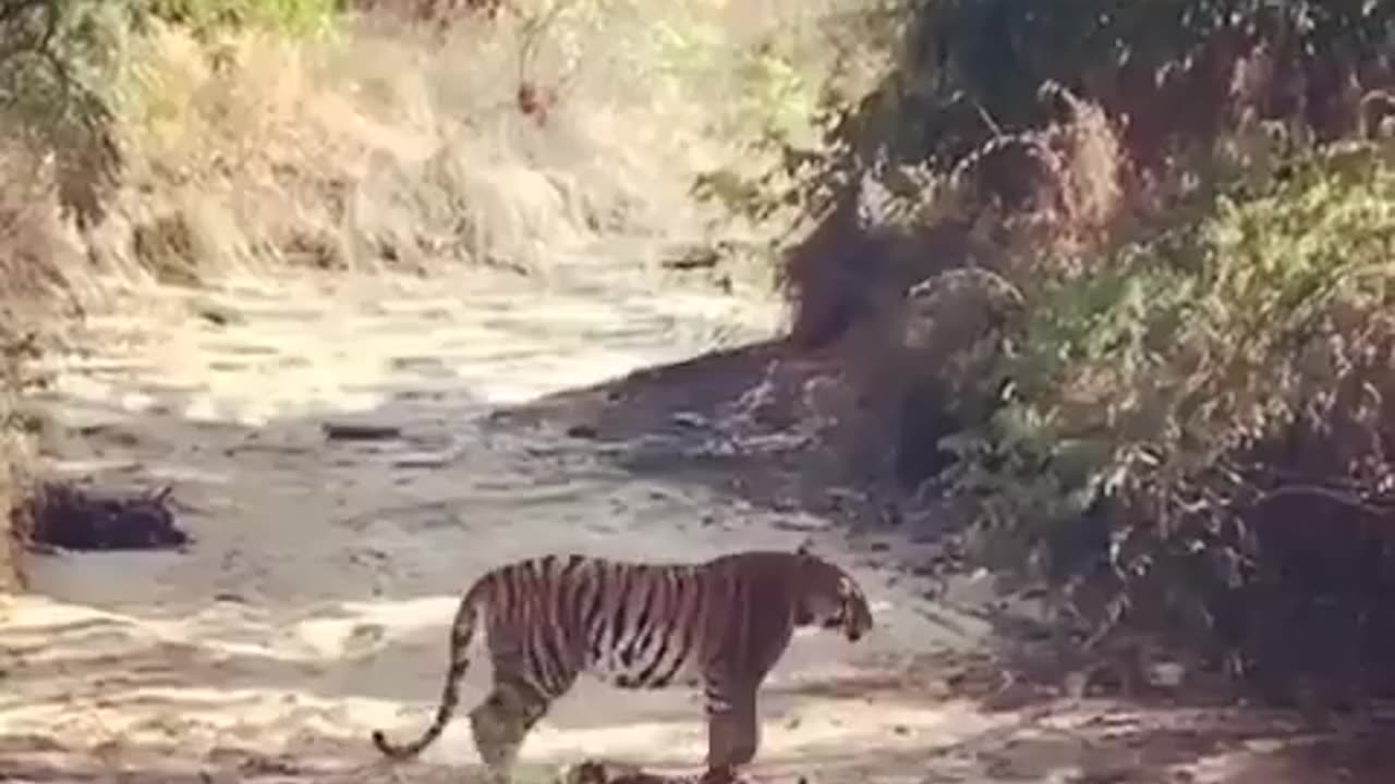 Wildlife in closer view with a natural perspective.