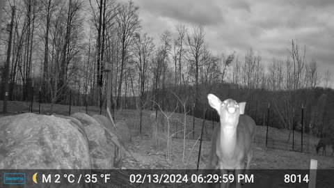 Deer