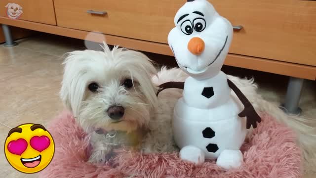 FROZEN CHALLENGE! Anima Dogs have fun watching this compilation