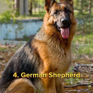 Top 10 Most beautiful Dog breeds in the world |Funny animal videos| try not to laugh