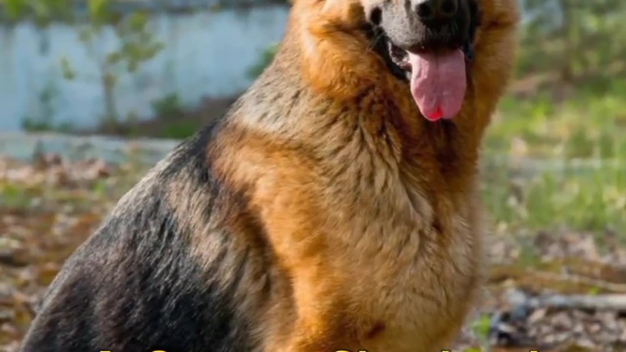 Top 10 Most beautiful Dog breeds in the world |Funny animal videos| try not to laugh