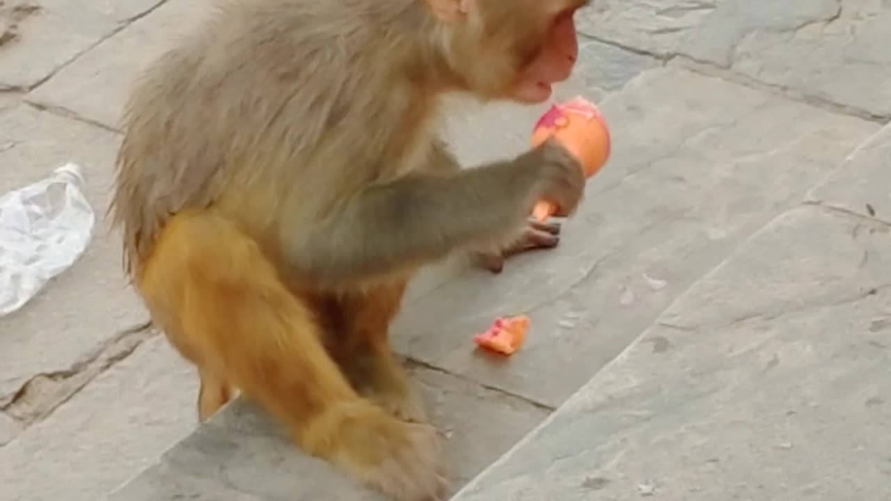 little cute monkey