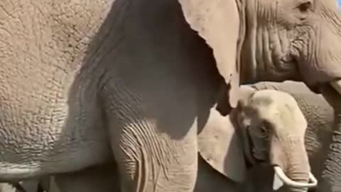 Big Elephant And Baby Elephant Funny Video