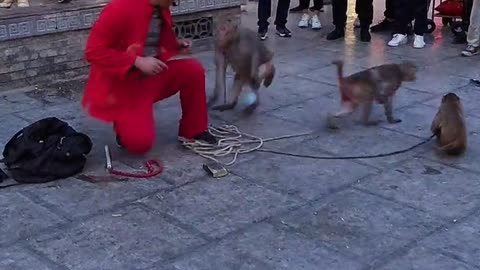 Playing monkeys