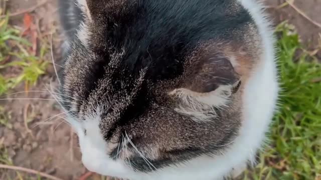 Lindo gatinho observando