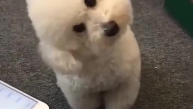 dog imitation