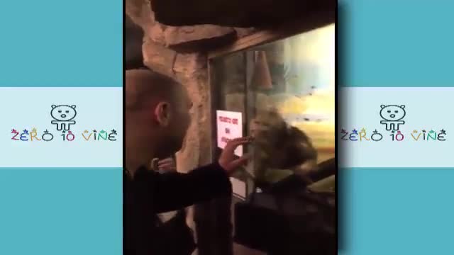 I THINK THIS MONKEY MIGHT BE GAY. Try not to laugh || Funny videos 2022