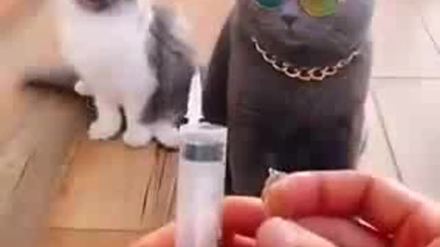 Funny cute cats.