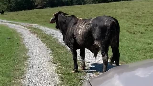 Alabama traffic jam-bulls and ducks