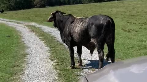 Alabama traffic jam-bulls and ducks