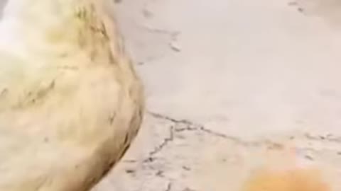 Cute pets 🐈 video