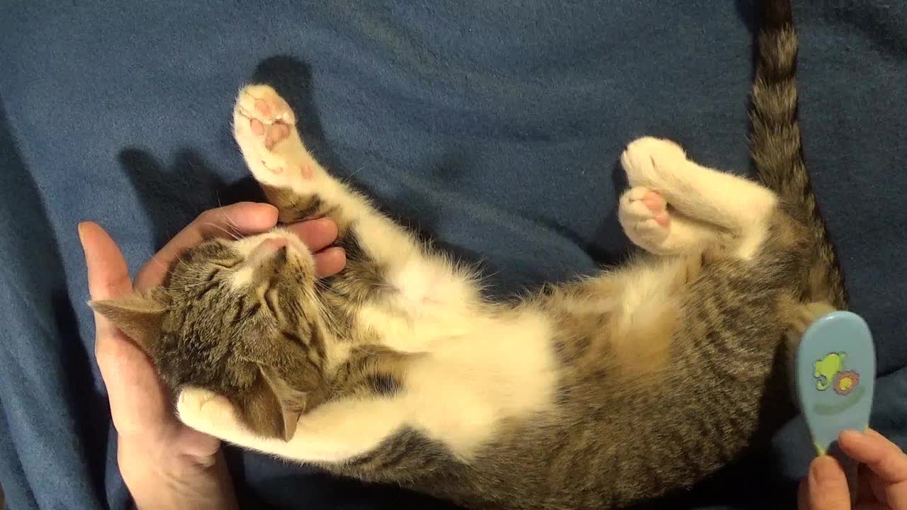 Relaxing Cat ASMR Whispered