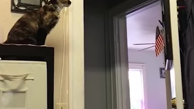 Best Funny Video Clips #shorts (34) StrangeWorld