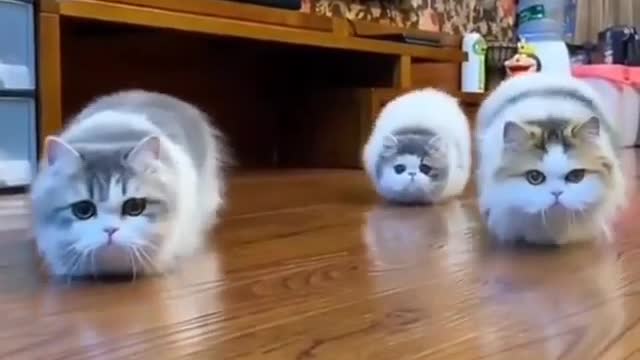 Cutie 🥰 cats walking straight || lovely cats