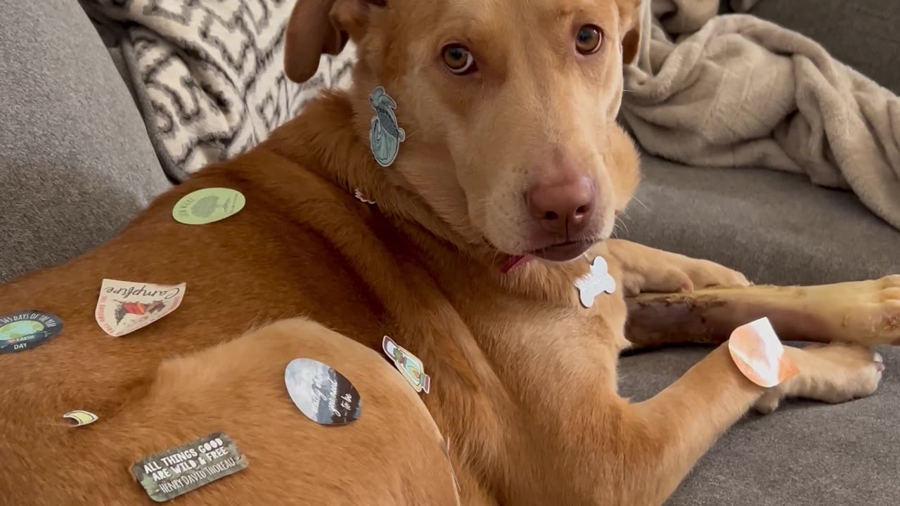 Toddler Stickers Patient Dog