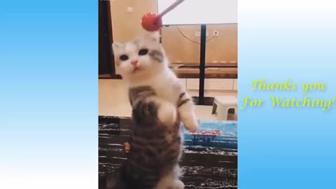 Cute Pets And Funny Animals Compilation #2/FUNNY PETS